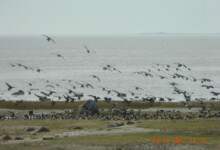 Bird in Puise Nina